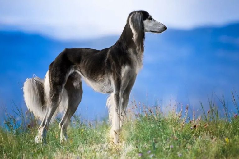 A raça de cachorro exótica que está conquistando os amantes dos pets no Brasil!