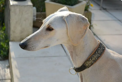 Saluki