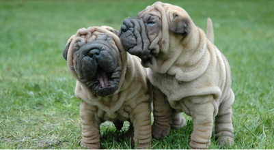 Shar-Pei