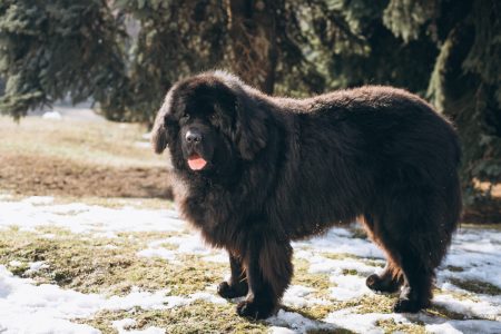 Mastim Tibetano