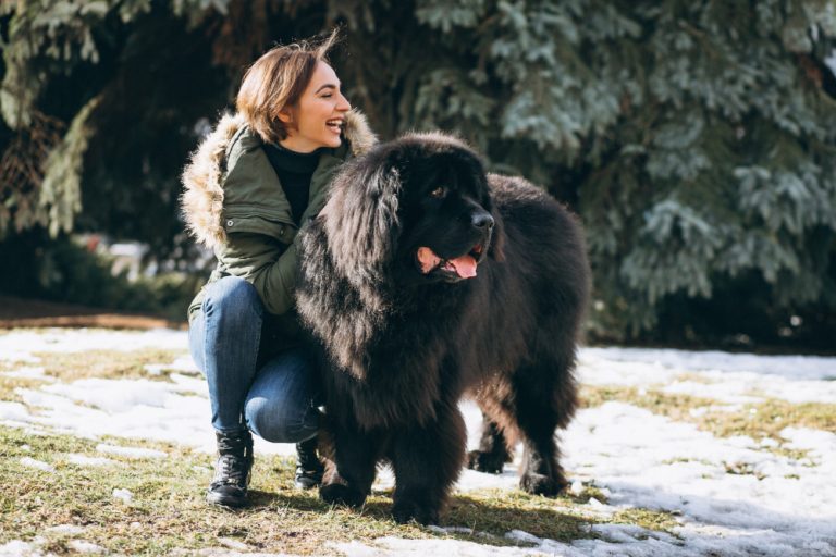 10 Cachorros que Custam uma Fortuna: Preço, Raridade e Cuidados Especiais
