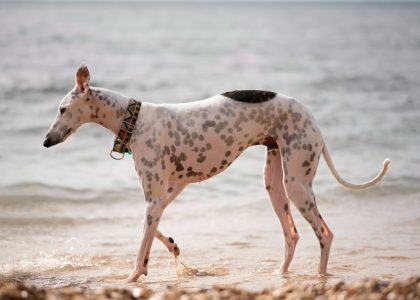 Pharaoh Hound