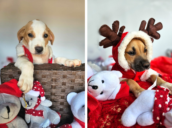 Ensaio fotográfico natalino promove adoção responsável de animais em Goiânia