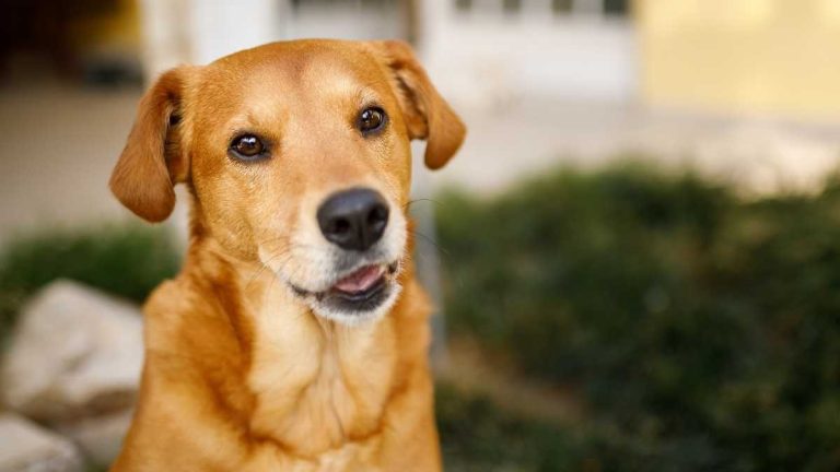 Saiba como funciona carteira de identidade para pets