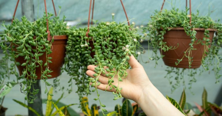 5 espécies de plantas que transformam sua decoração