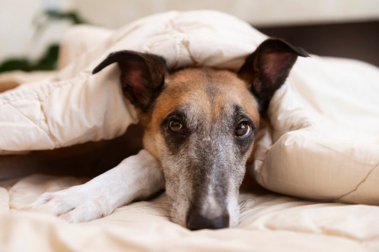 Os 5 medos mais terríveis que todo cachorro tem