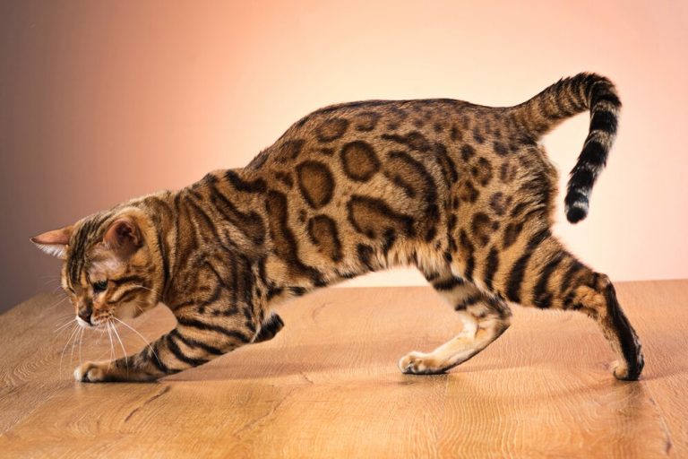 O gato raro que parece uma onça e é um dos mais lindos do mundo!