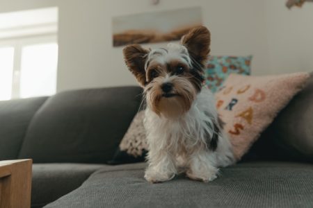 Biewer Terrier