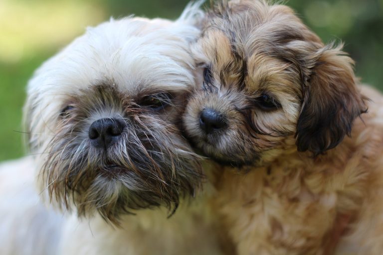 Carnaval para pets acontece em Aparecida de Goiânia