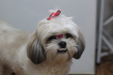 mundo pet