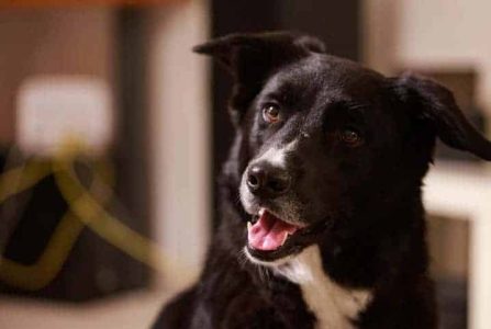 cachorro pode comer folha de boldo topo