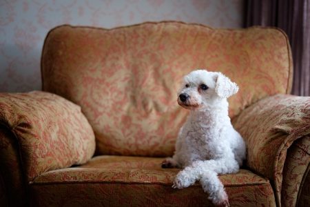 10 Cachorros tão Inteligentes que Só Faltam Falar