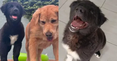 filhotes de Shih Tzu com Golden Retriever