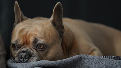 Buldogue Francês