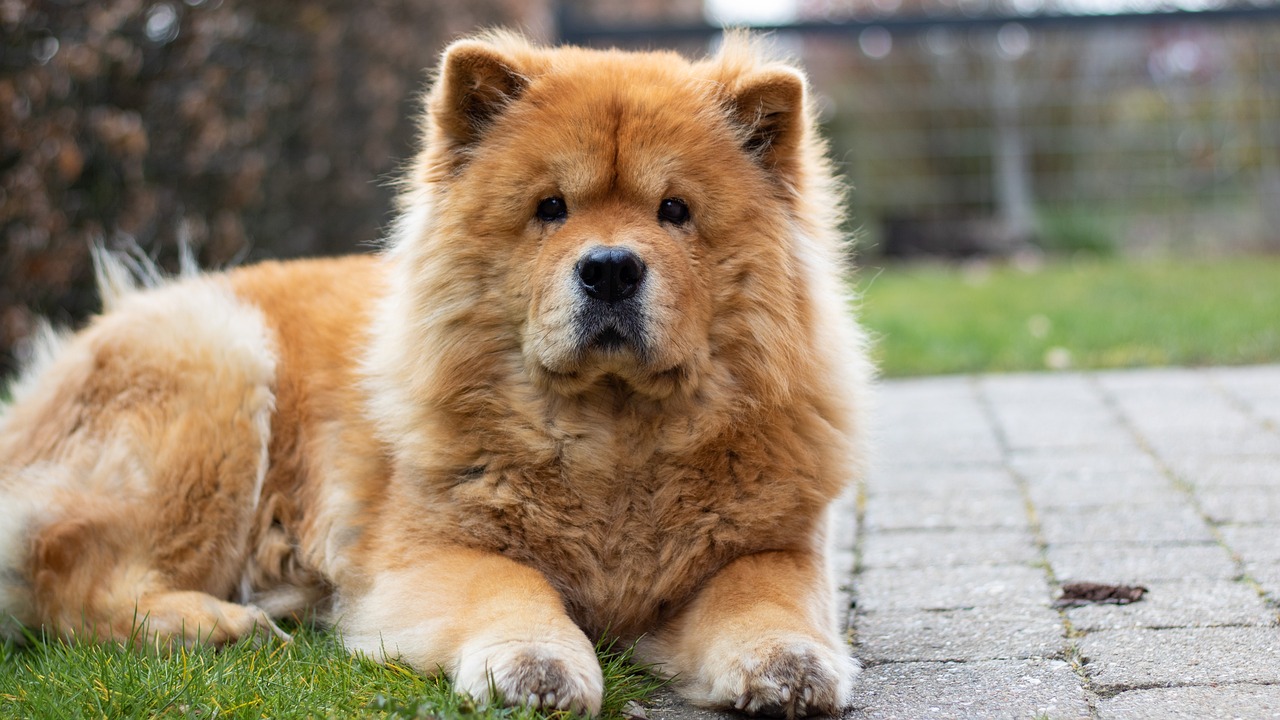 cachorro