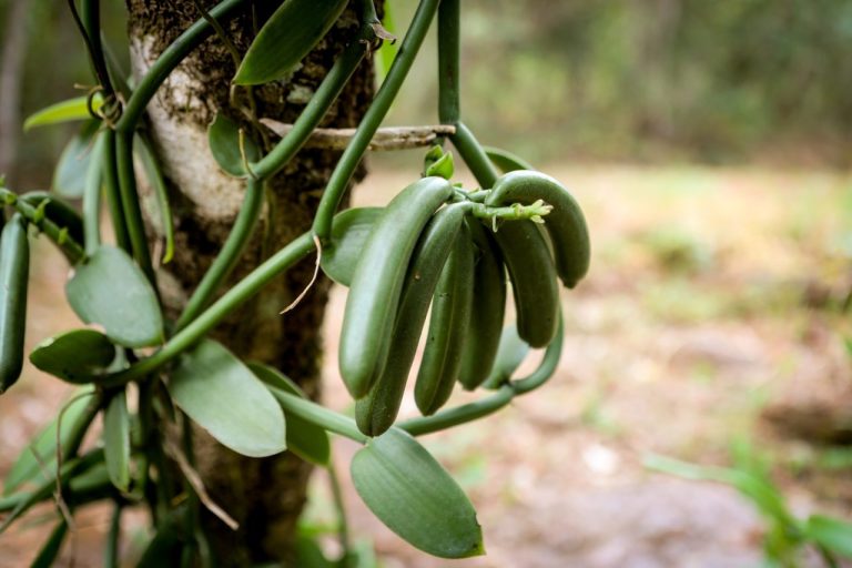 Essa especiaria fabricada em Goiás custa R$4 mil o quilo
