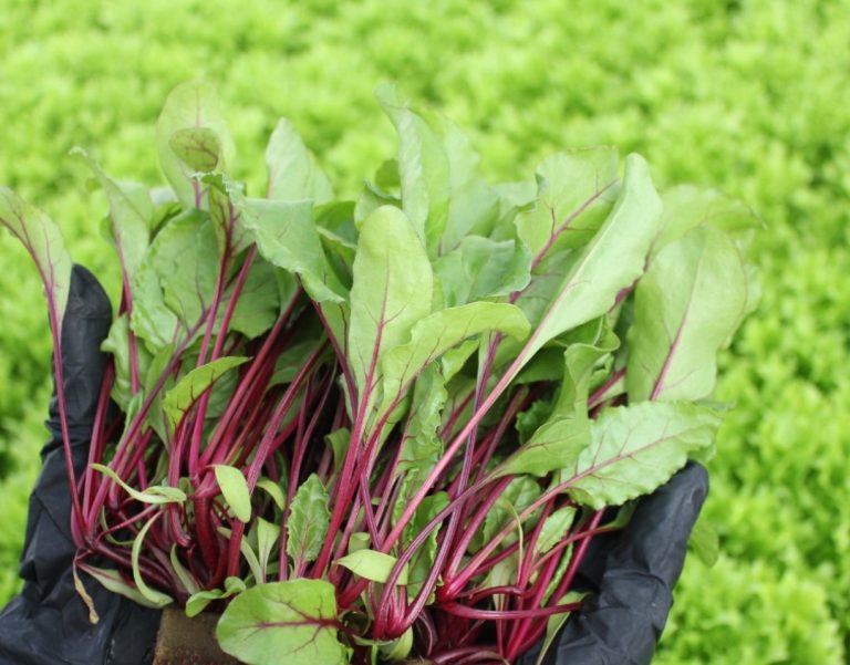 Esse legume barato e fácil de encontrar traz 5 benefícios para a saúde