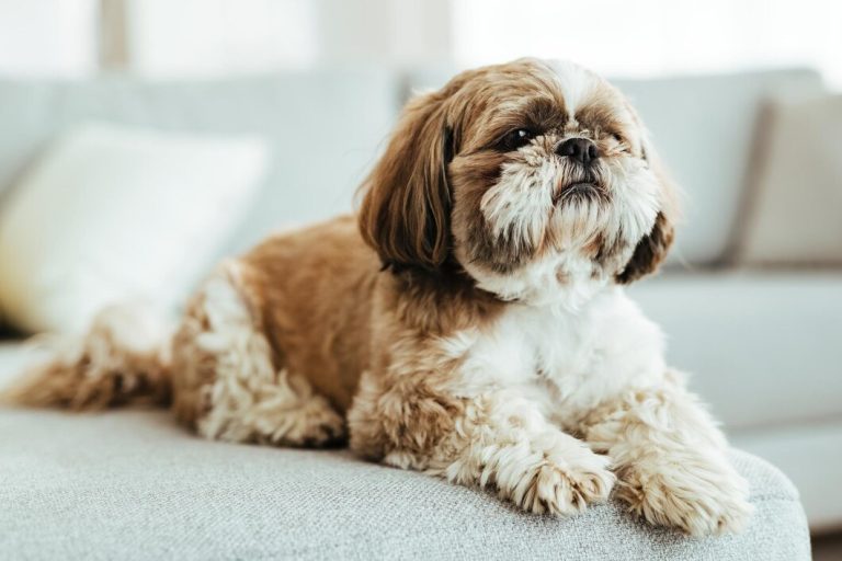 10 alimentos que cachorros NÃO podem comer de jeito nenhum