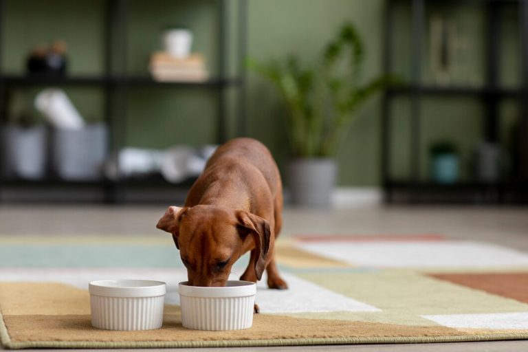 11 alimentos que os cachorros podem comer sem medo