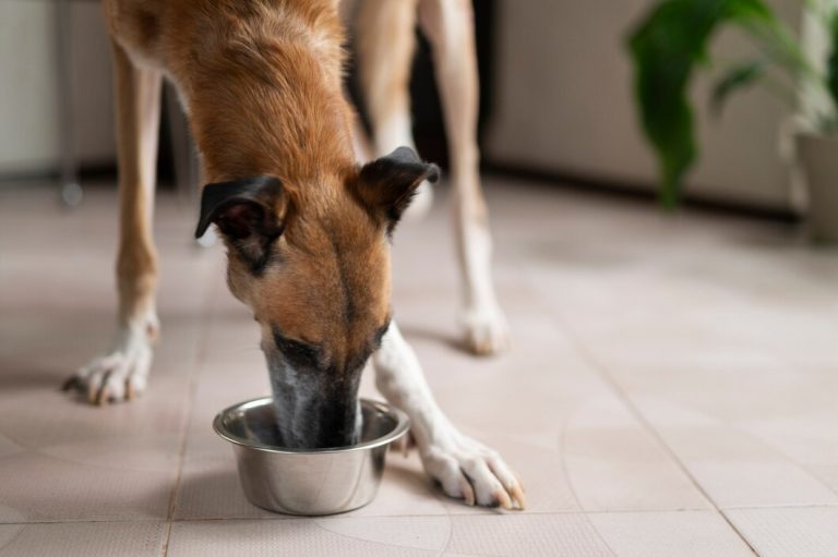 4 bebidas que os cachorros podem tomar além da água