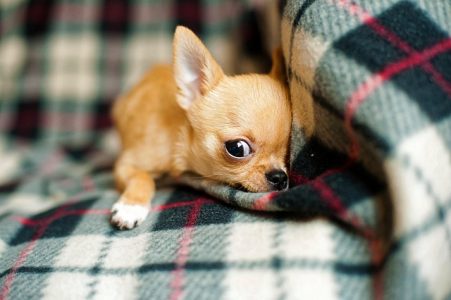 Chihuahua menor cahorro do mundo