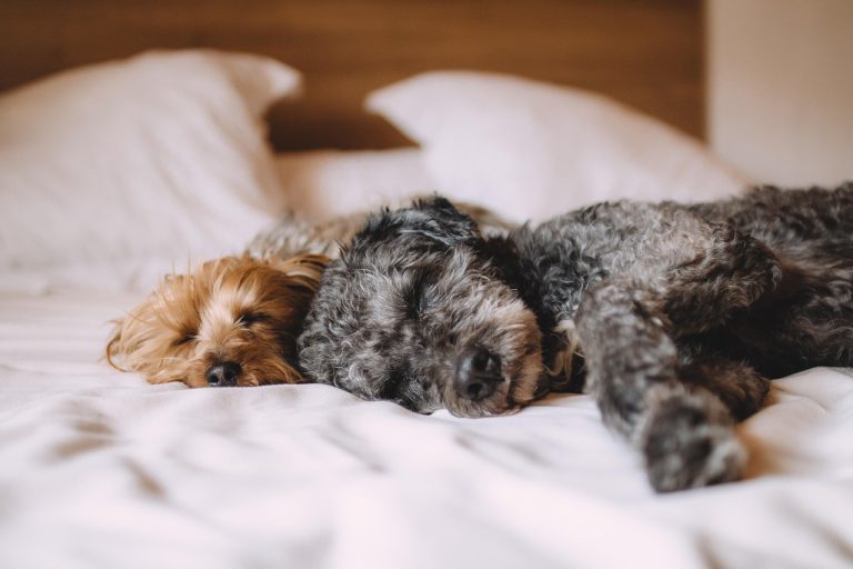 10 raças de cachorros perfeitas para apartamento