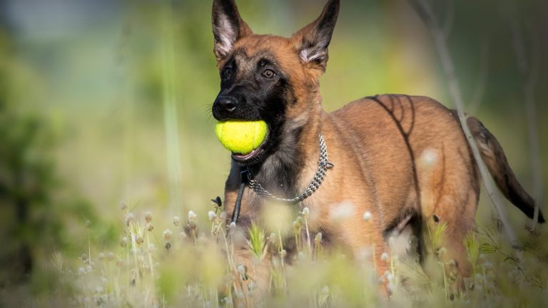As 10 raças de cachorros mais inteligentes do mundo, segundo especialista