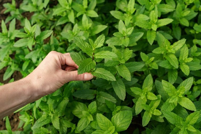 7 plantas que espantam mosquitos da sua casa de uma vez por todas!