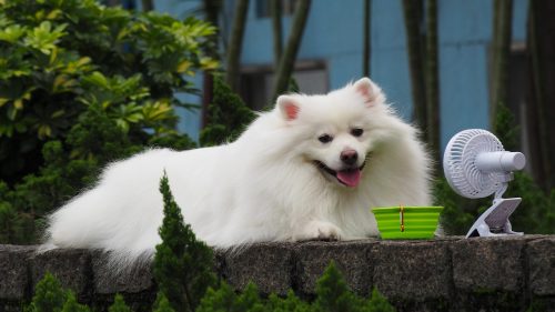 raças de cachorros que não aguentam calor