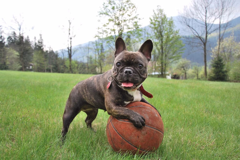 10 cachorros que soltam pouco pelo