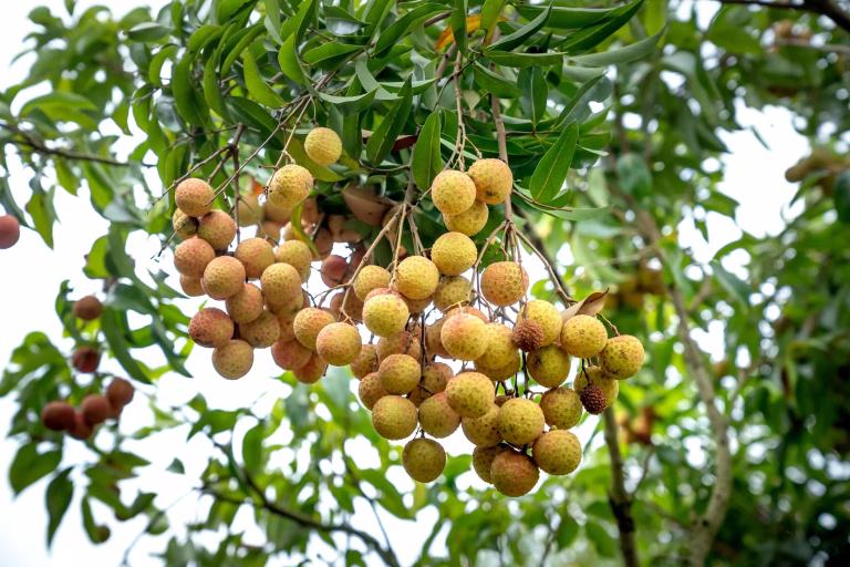 Fruta exótica, conhecida como “olho de dragão”, protege o cérebro, é anti-inflamatória, previne câncer e a insônia