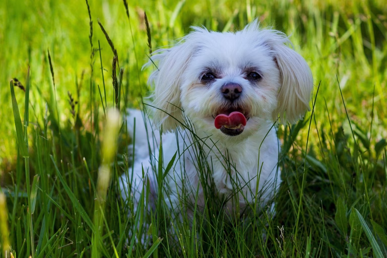 Os 10 cachorros preferidos dos brasileiros