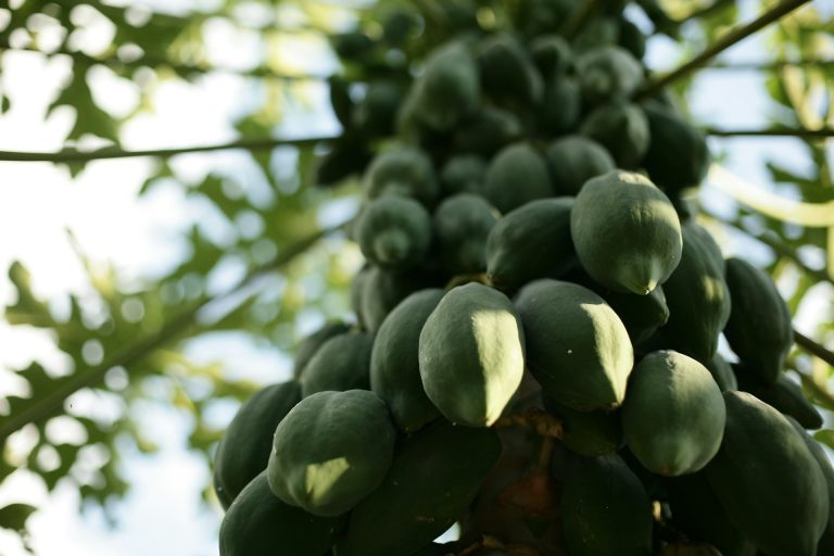 Laxante natural, anti-inflamatório, emagrece e deixa a pele lisinha