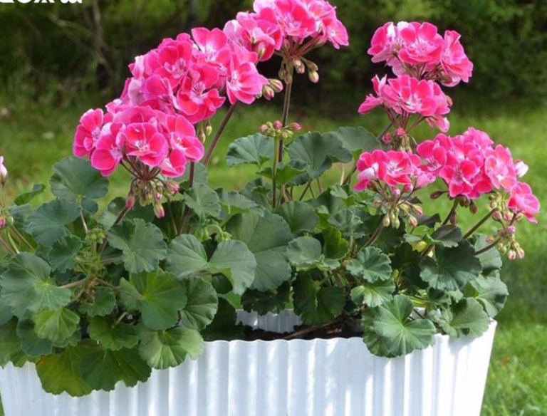 5 plantas que espantam cupins da sua casa para sempre