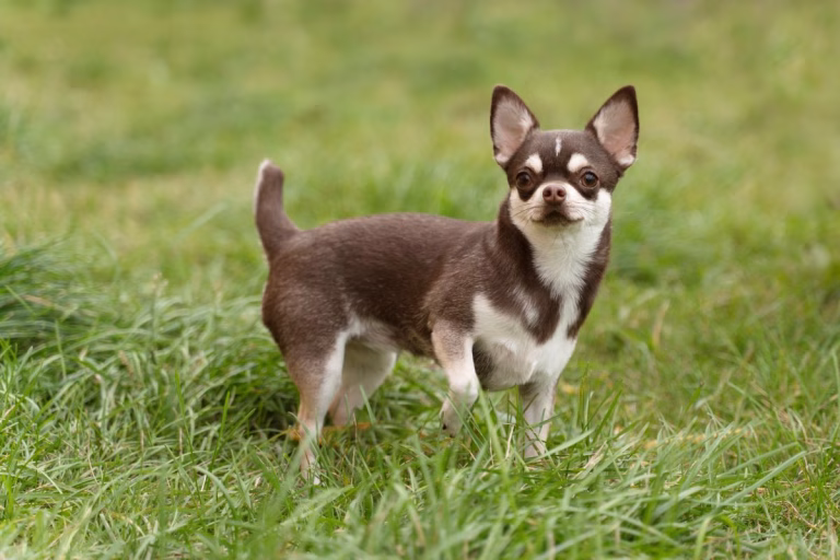 10 raças de cachorro que vivem mais tempo e qual a longevidade de cada uma
