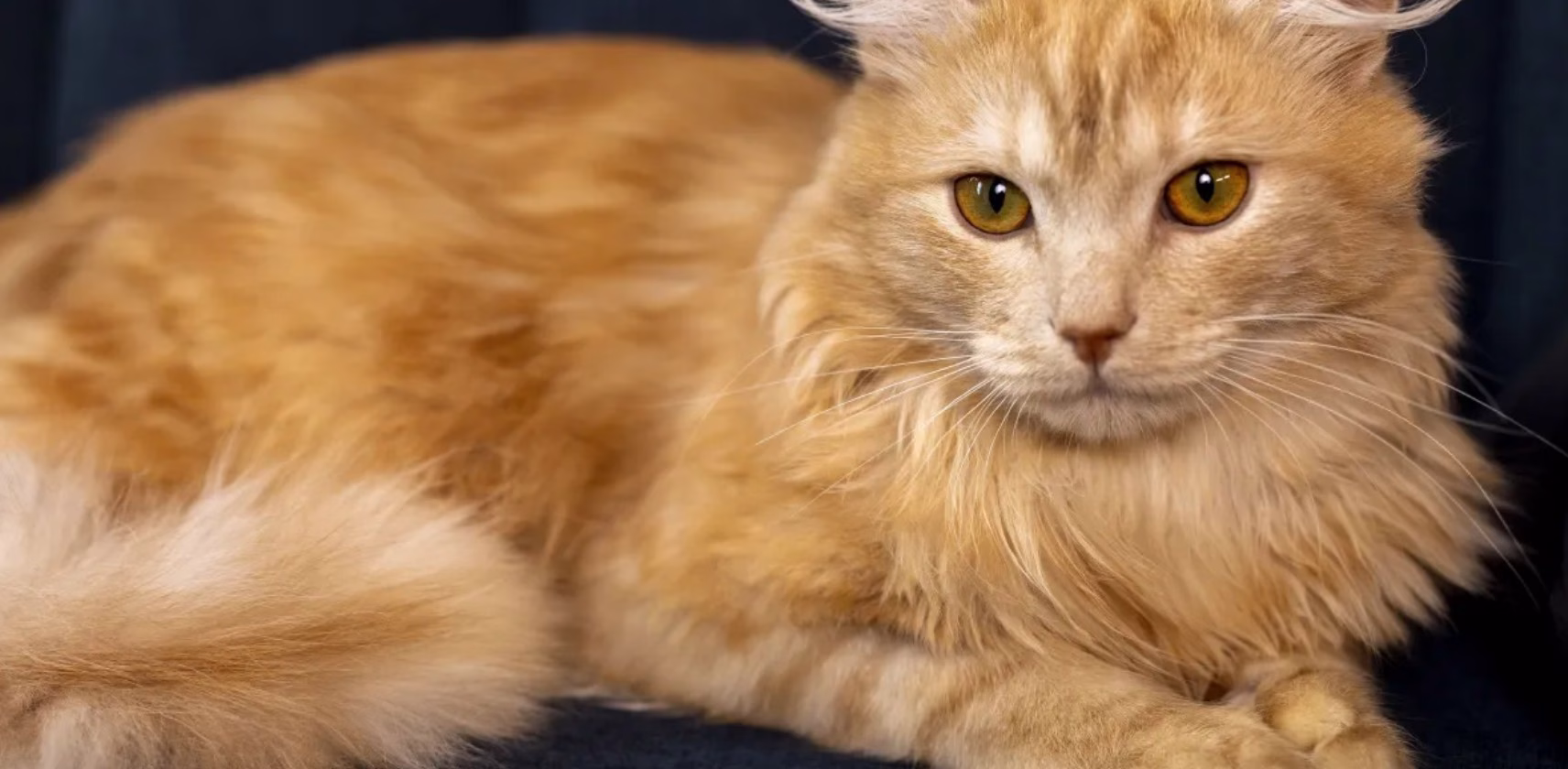 Gato Laranja