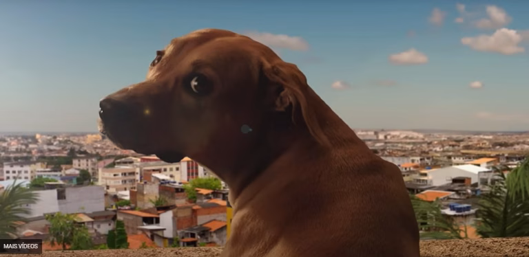 Vira-lata caramelo do Brasil brilha em Cannes e supera a marca de 90 prêmios