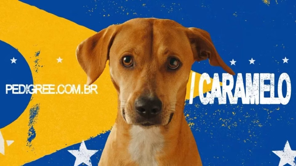 Vira-lata caramelo brilha em Cannes