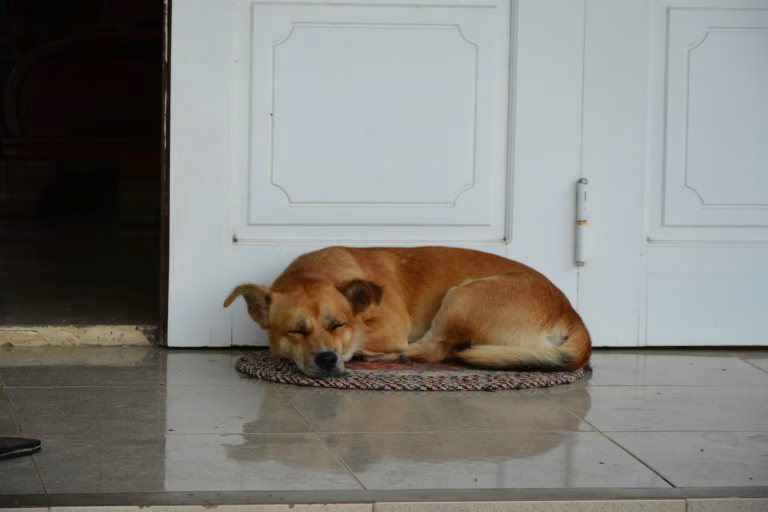 Vira-lata caramelo: 7 razões para adotar o cachorro mais querido do Brasil