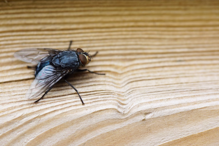 Espanta mosca caseiro: 3 ingredientes que vão manter esses insetos bem longe da sua casa