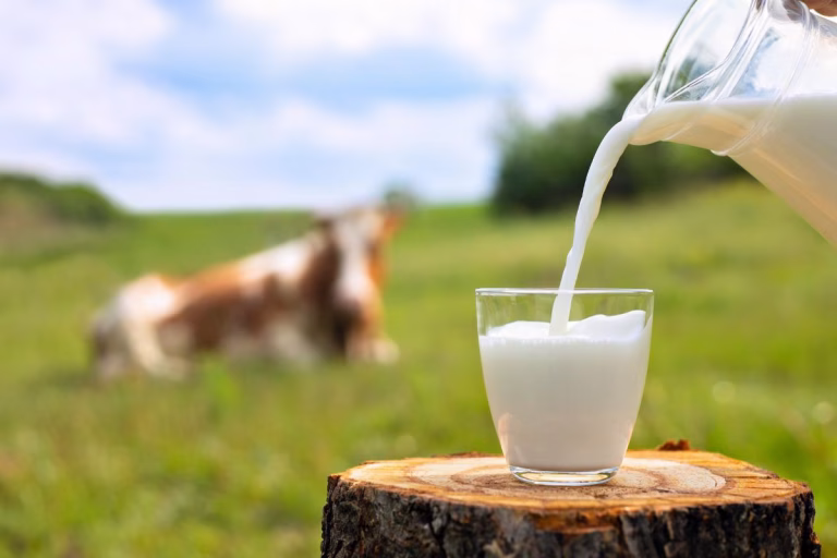 Leite, vilão ou aliado? Nutricionista esclarece mitos e verdades sobre o consumo da bebida
