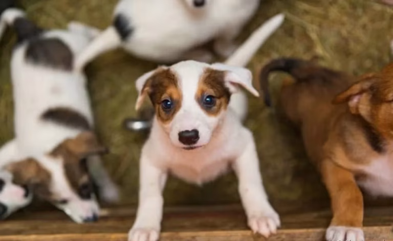 Shopping de Goiânia realiza feira de adoção de cães neste sábado (07)