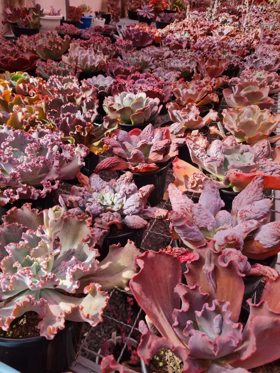 plantas goiânia
