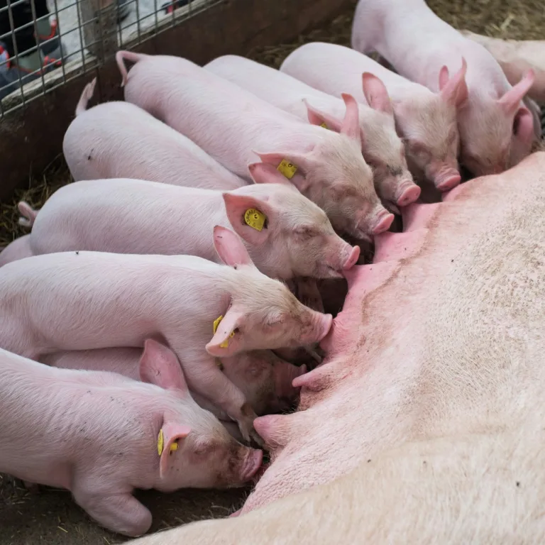 Goiás se torna o 7º maior na produção de suínos no Brasil