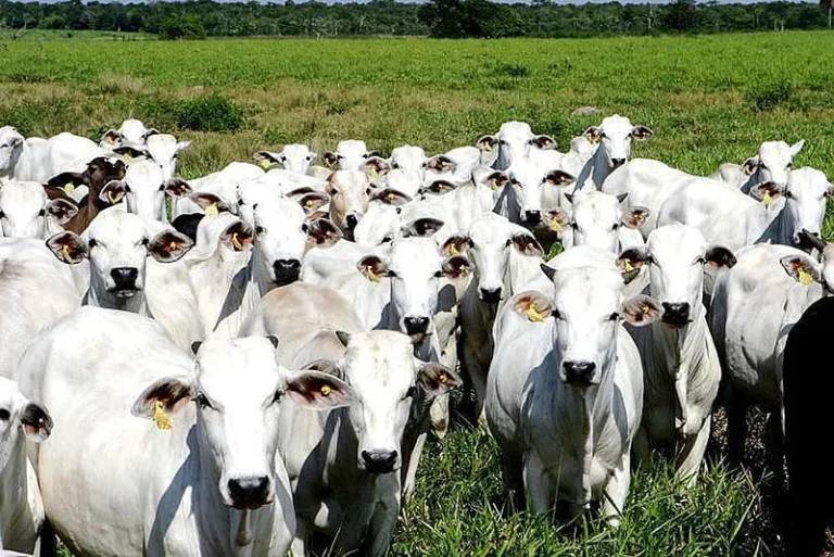 Brasil tem 12% mais gado do que pessoas, diz IBGE