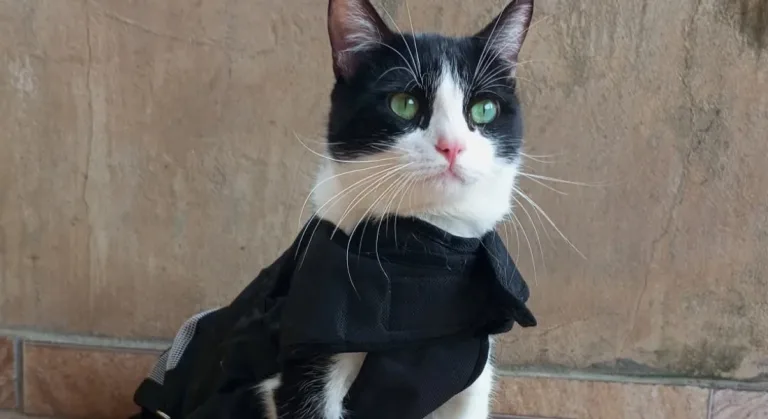 Concurso elege o gato mais bonito do Brasil