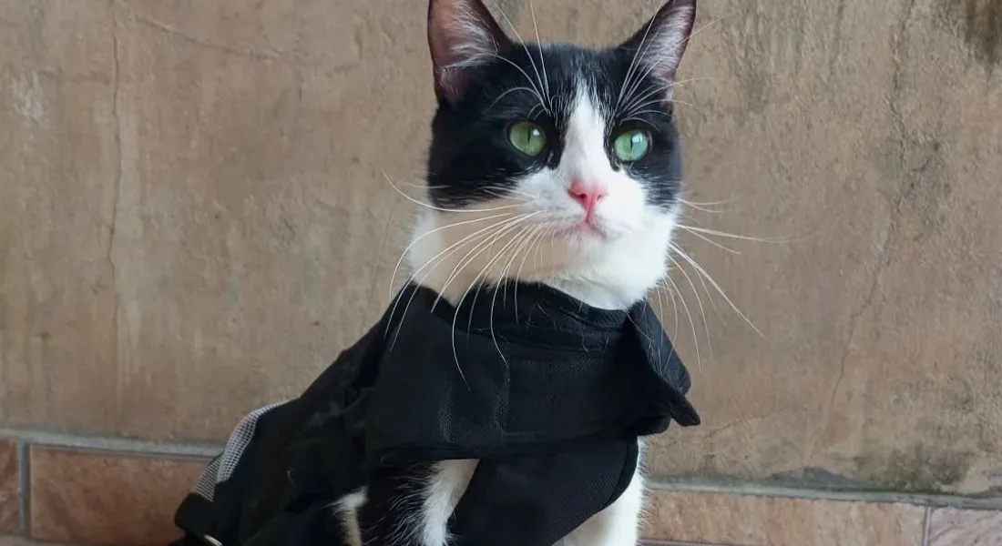Concurso elege o gato mais bonito do Brasil - Curta Mais - Goiânia