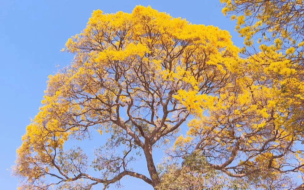 Concurso vai premiar as melhores fotos de ipês em Goiás