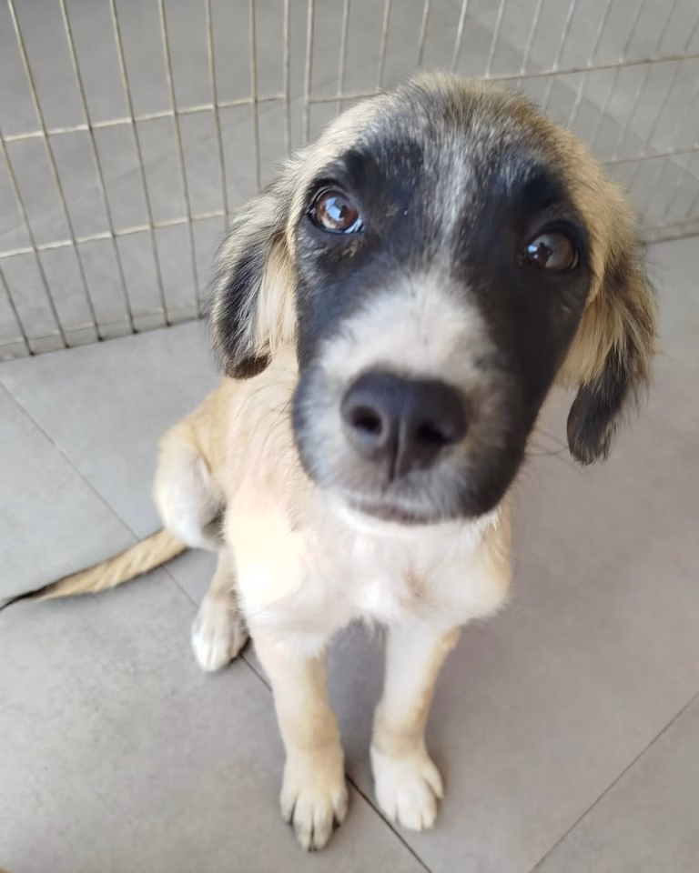 Shopping de Goiânia realiza evento de adoção com cerca de 40 cães e gatos neste sábado (07/03)