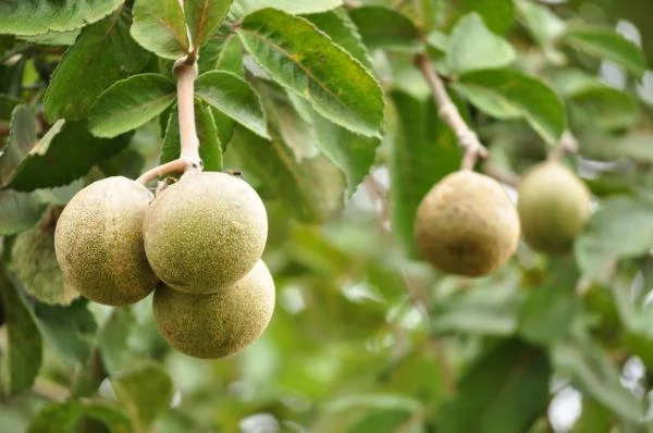 Fruto do cerrado